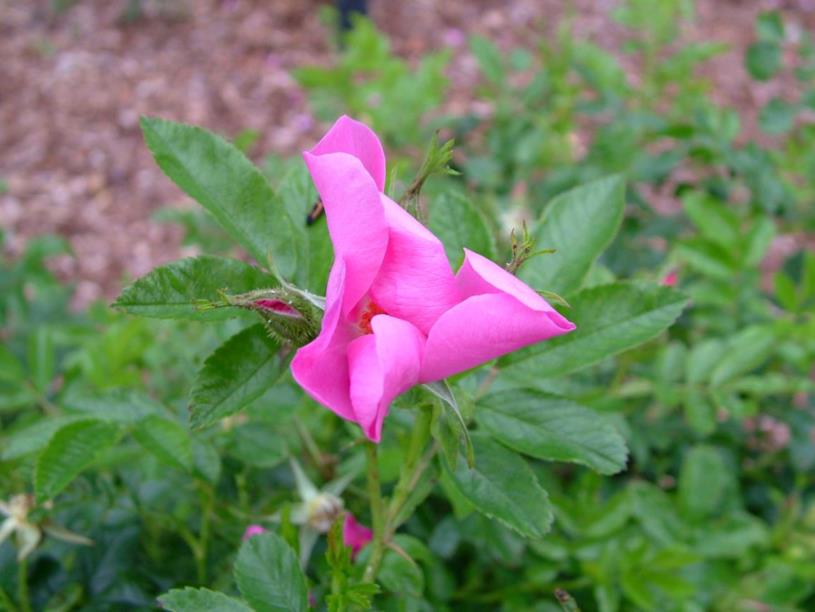 Rosa ×koehneana - Roos