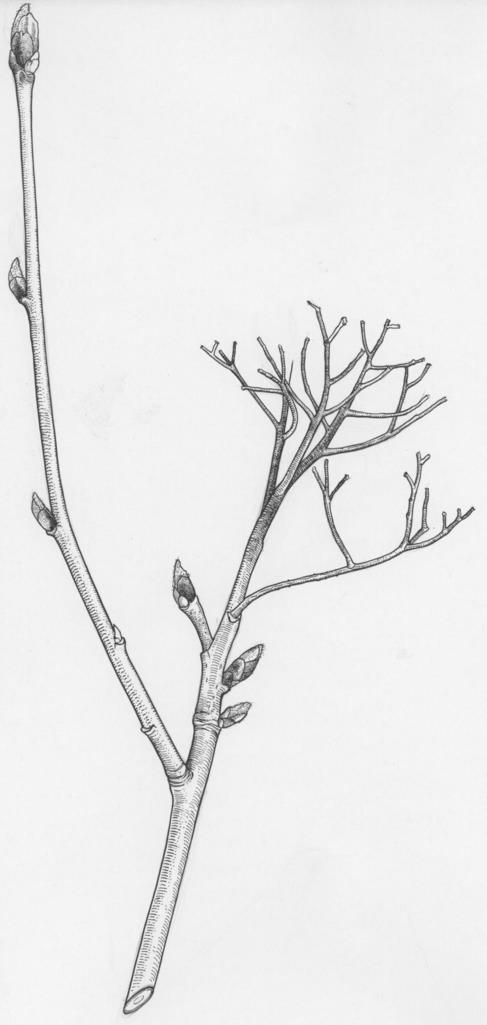 Hedlundia thuringiaca 'Fastigiata' - Gedeelde meelbes