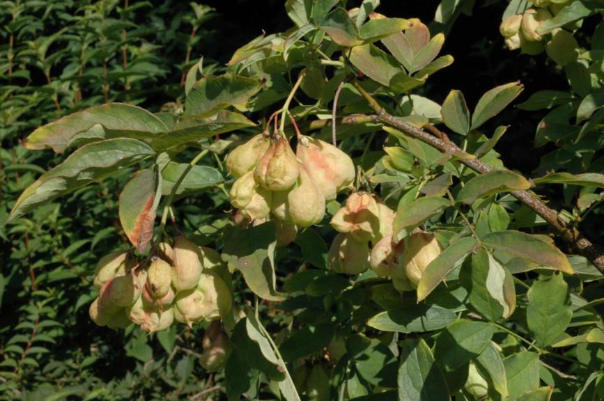 Staphylea pinnata - Europese pimpernoot