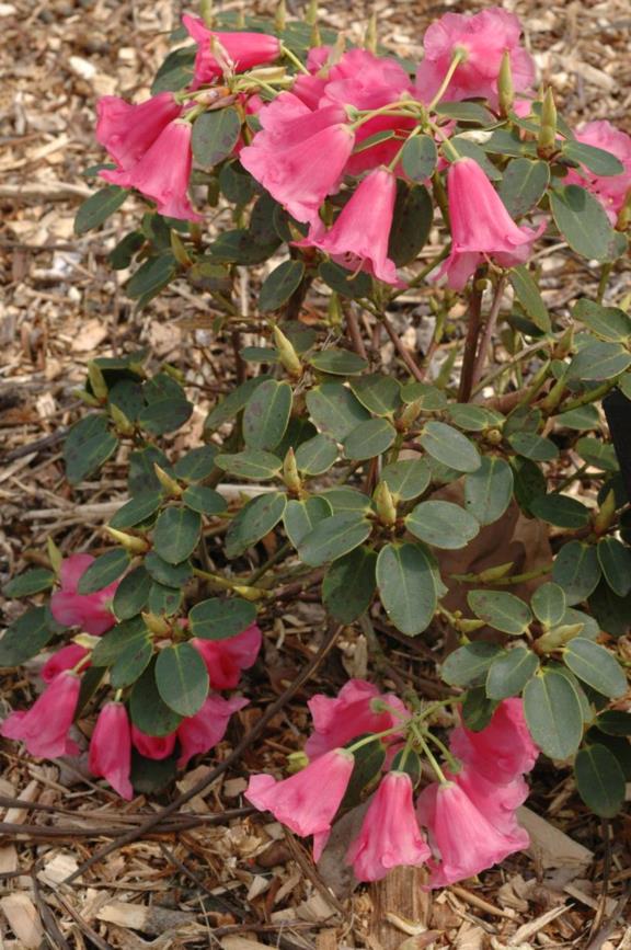 Rhododendron callimorphum - Rhododendron