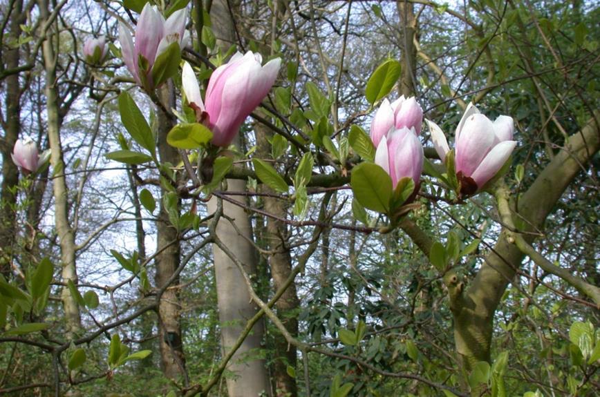Magnolia ×soulangeana 'Amabilis' - Magnolia