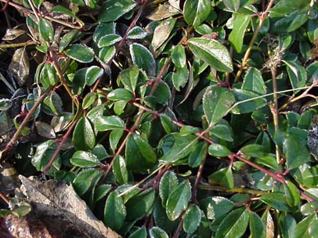Cotoneaster dammeri - Tapijtcotoneaster, Bearberry Cotoneaster
