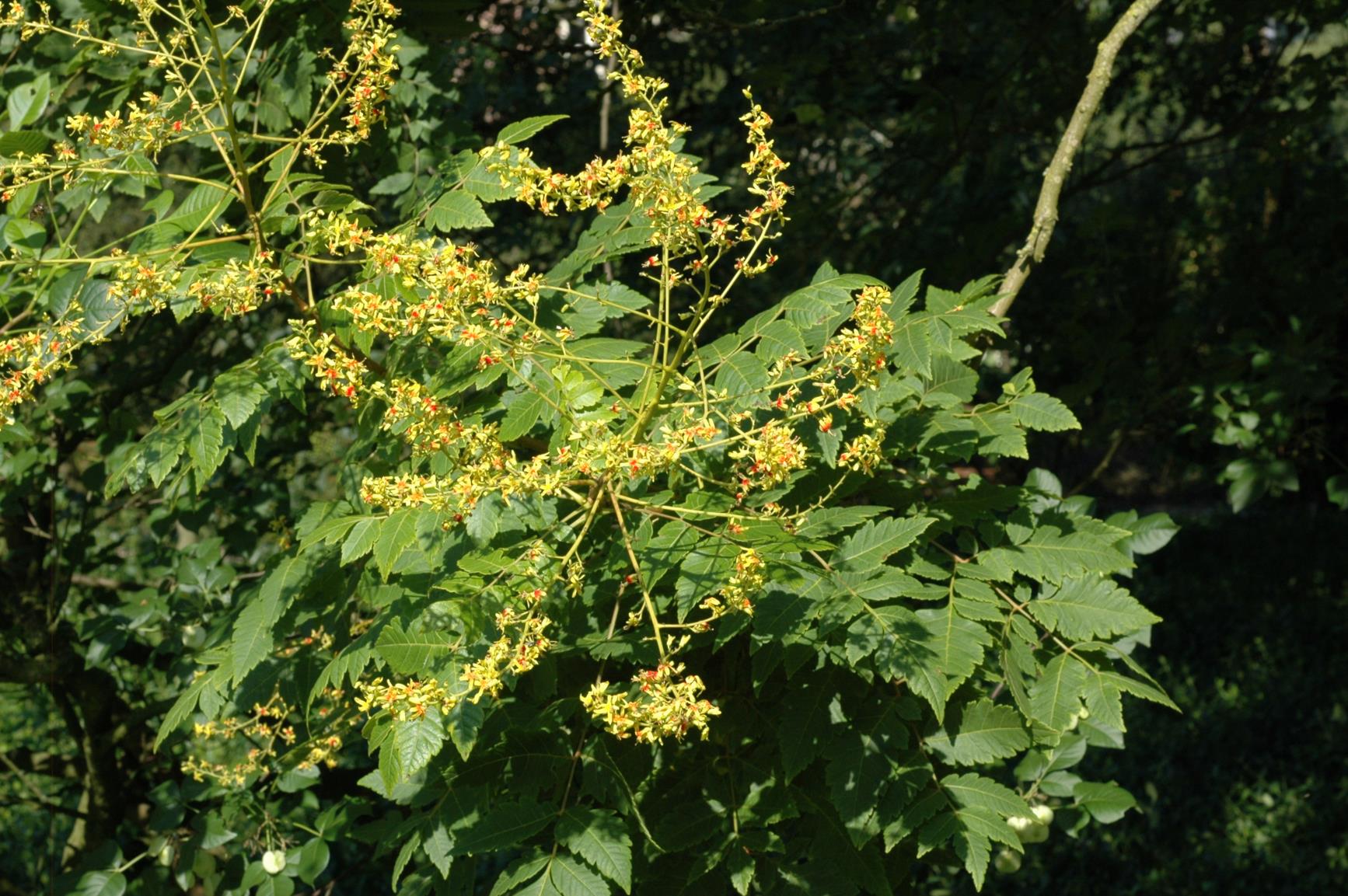 Koelreuteria paniculata - Gele zeepboom