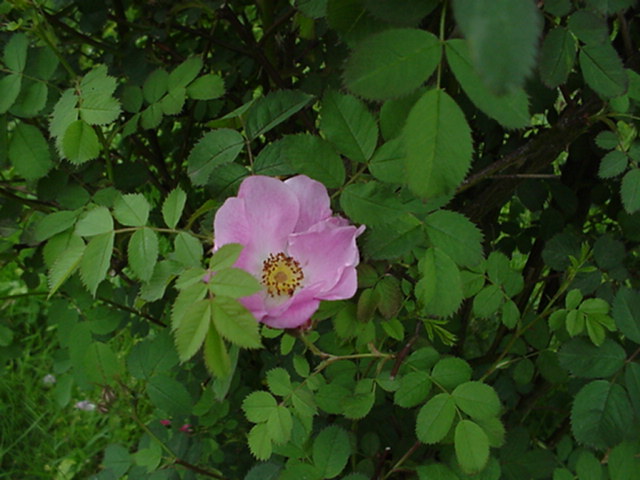 Rosa pendulina × tomentosa - Roos