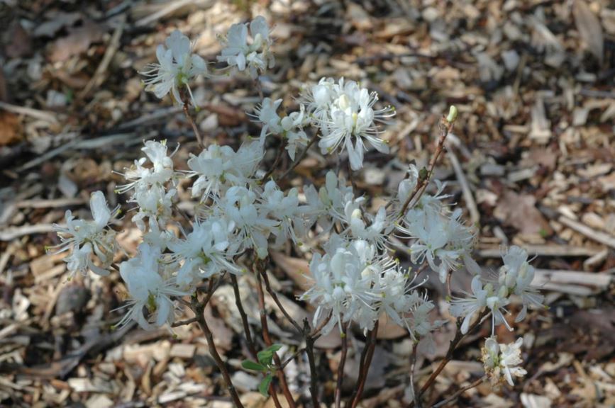 Rhododendron canadense 'Album' - Blauwe azalea