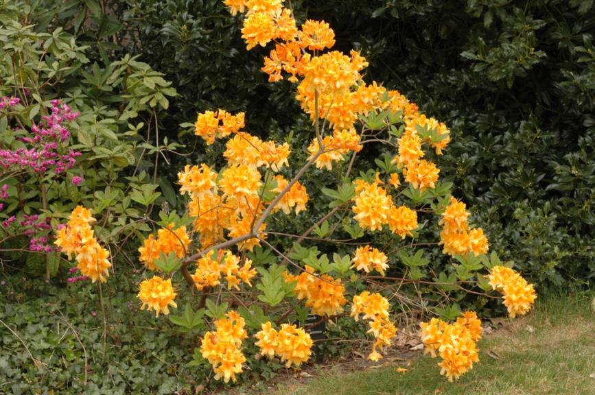 Rhododendron (Mollis Azalea Group) 'Christopher Wren' - Azalea