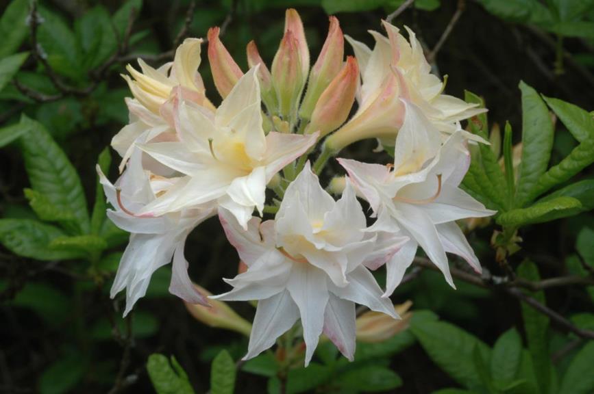 Rhododendron (Rustica Azalea Group) 'Milton' - Azalea