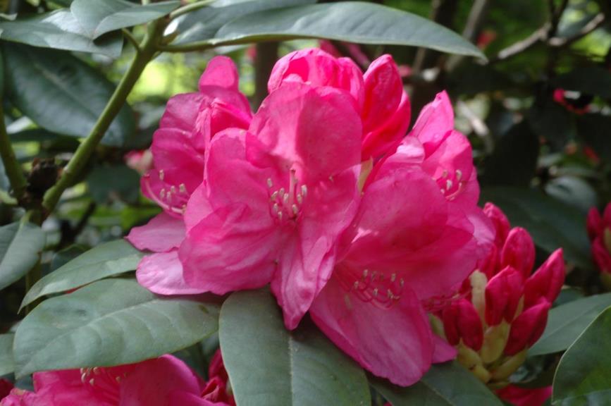 Rhododendron 'Homer'