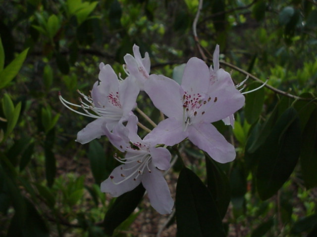 Rhododendron pleistanthum