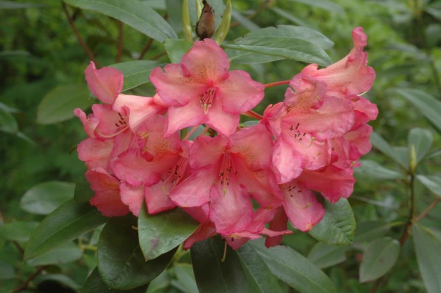 Rhododendron (Dichroanthum Group) 'Fabia Tangerine'