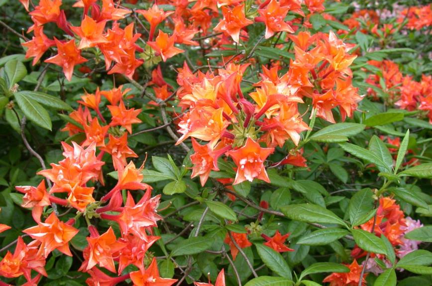Rhododendron (Ghent Azalea Group) 'Souvenir du Président Carnot' - Azalea