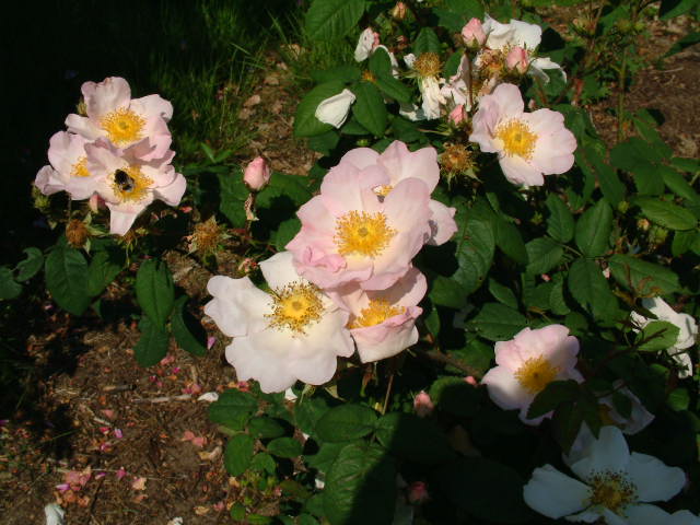 Rosa arvensis × R. gallica - Roos