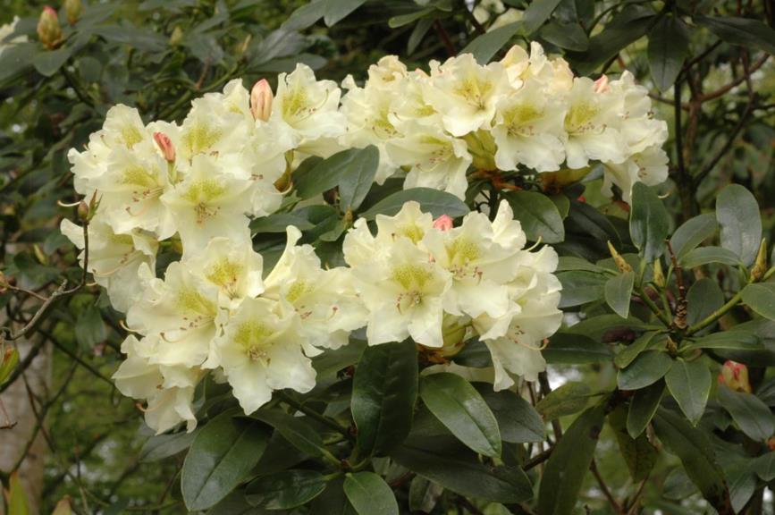 Rhododendron 'Koster's Cream'