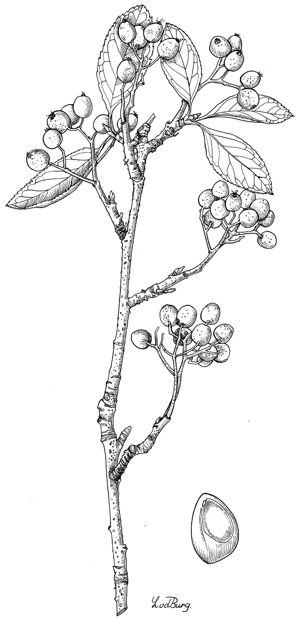 × Sorbaronia dippelii - Lijster-appelbes