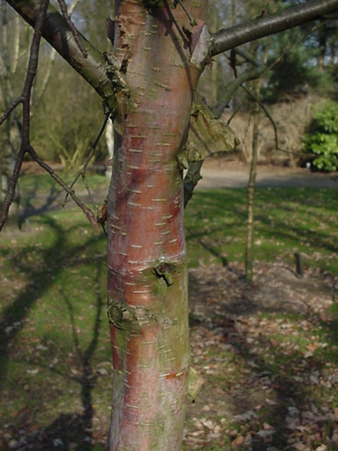 Betula utilis subsp. albosinensis - Chinese berk