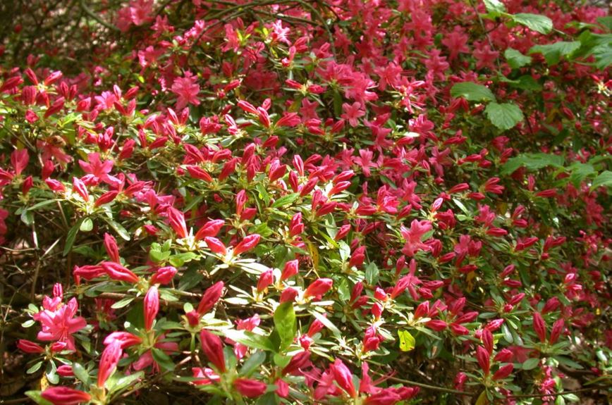 Rhododendron (Tsutsusi Group) 'Victorine Hefting'