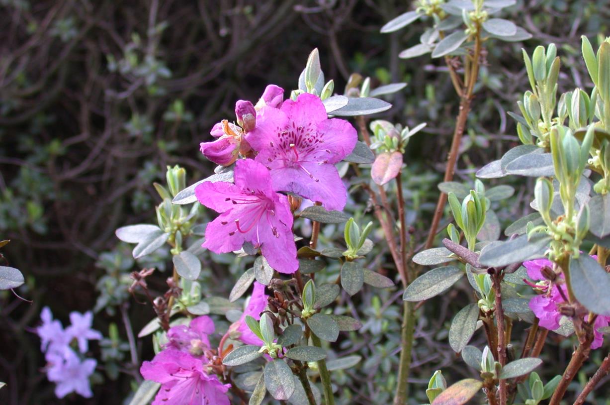 Rhododendron calostrotum subsp. riparium - Rhododendron