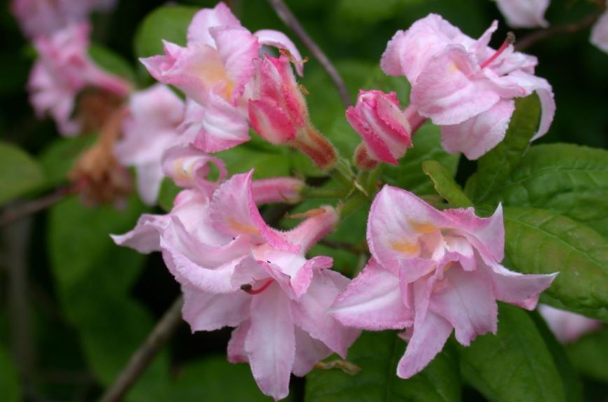 Rhododendron (Ghent Azalea Group) 'Quentin Metsys' - Azalea