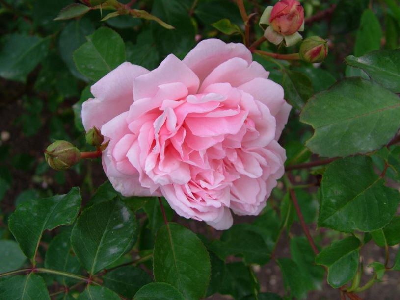 Rosa (Large-Flowered Climber Group) 'Albertine' - Roos
