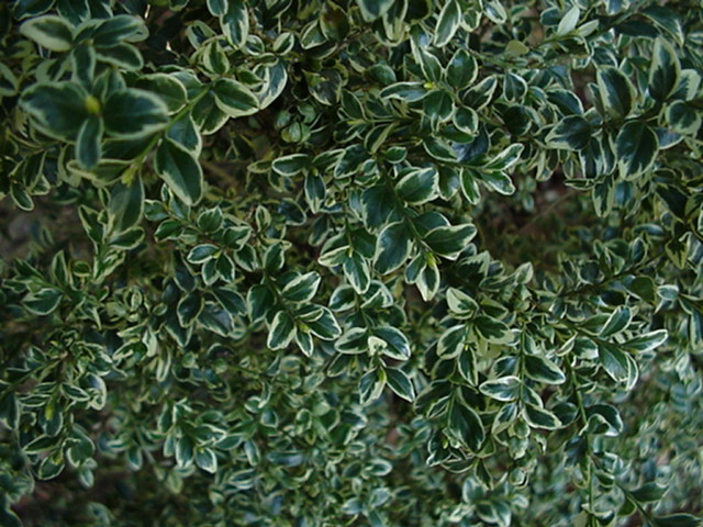 Buxus sempervirens 'Aureovariegata'