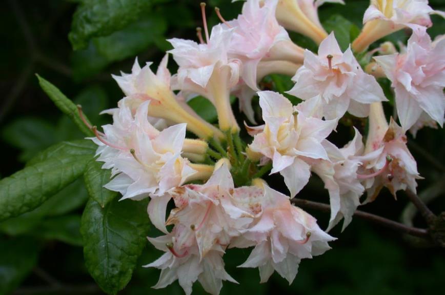 Rhododendron (Ghent Azalea Group) 'Raphael De Smet' - Azalea