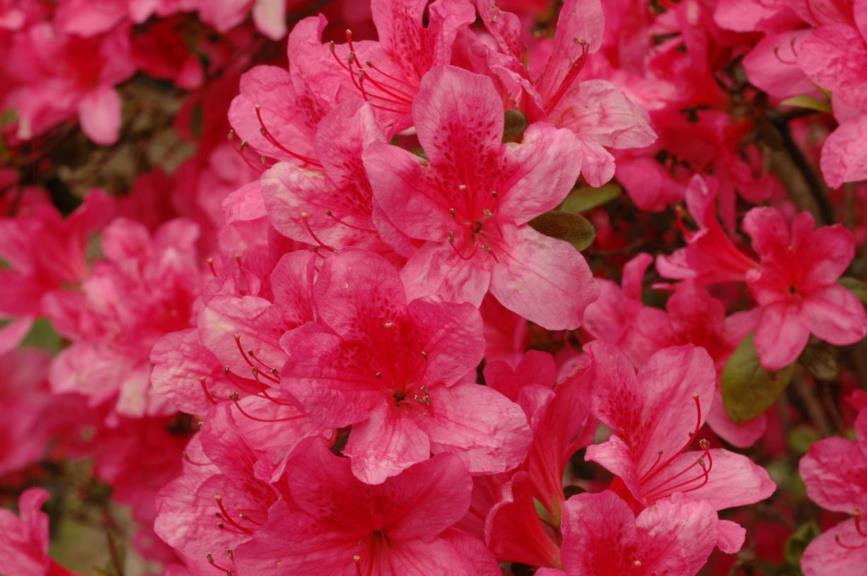 Rhododendron (Tsutsusi Group) 'Fedora'