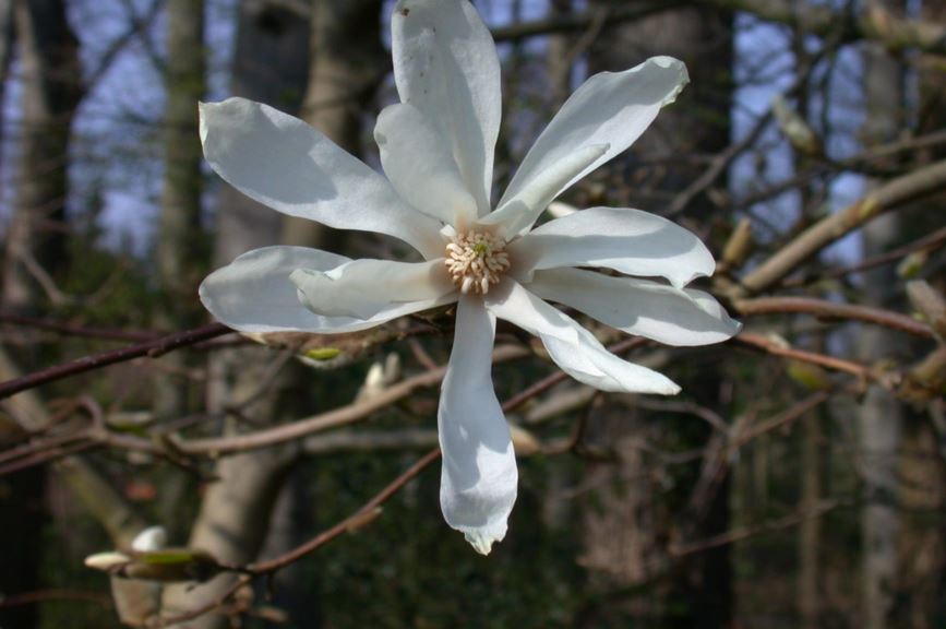 Magnolia kobus var. borealis