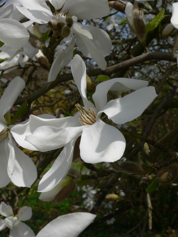 Magnolia kobus - Noordelijke Japanse magnolia, Kobus Magnolia