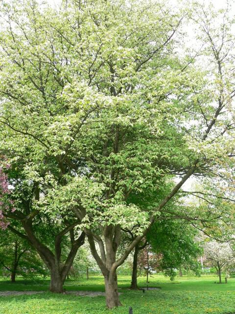 Malus tschonoskii 'Belmonte' - Sierappel | Belmonte Arboretum ...