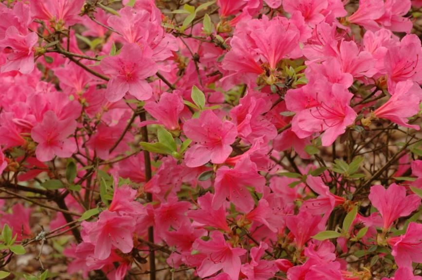 Rhododendron (Japanese Azalea Group) 'Madame van Hecke' - Japanse azalea