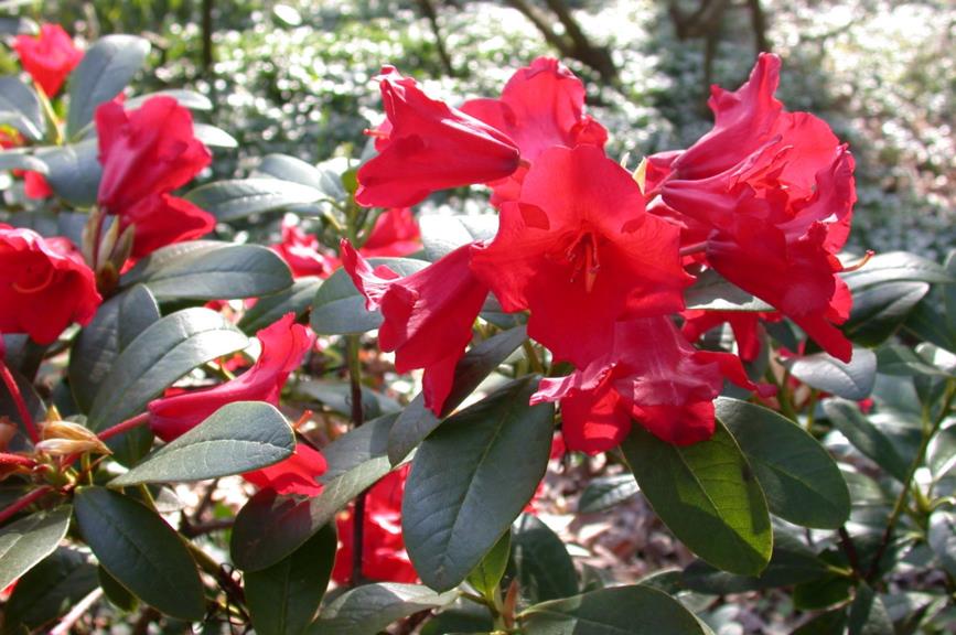 Rhododendron (Forrestii Group) 'Gertrud Schäle'