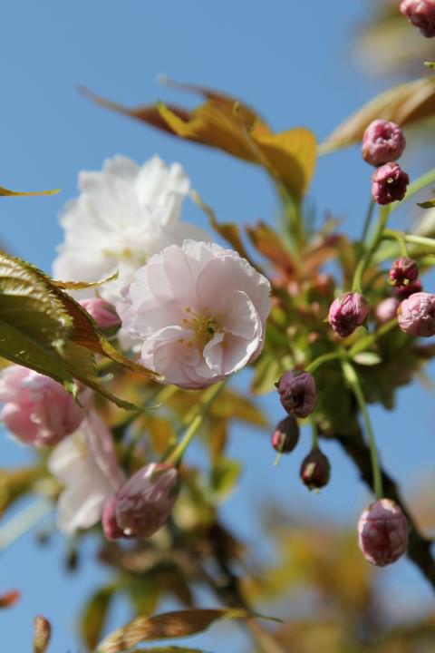 Prunus serrulata 'Hoki-zakura' - Sierkers