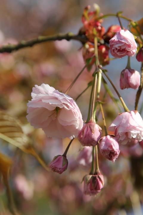 Prunus 'Hanagasa' - Japanse sierkers