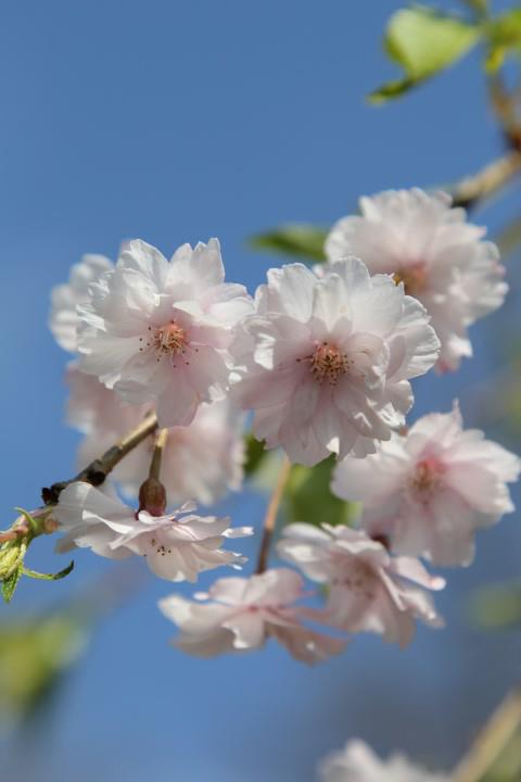 Prunus ×subhirtella 'Pendula Plena Rosea' - Winterbloeiende kers