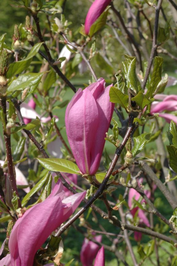 Magnolia (Liliiflora Group) 'Ricki' - Magnolia