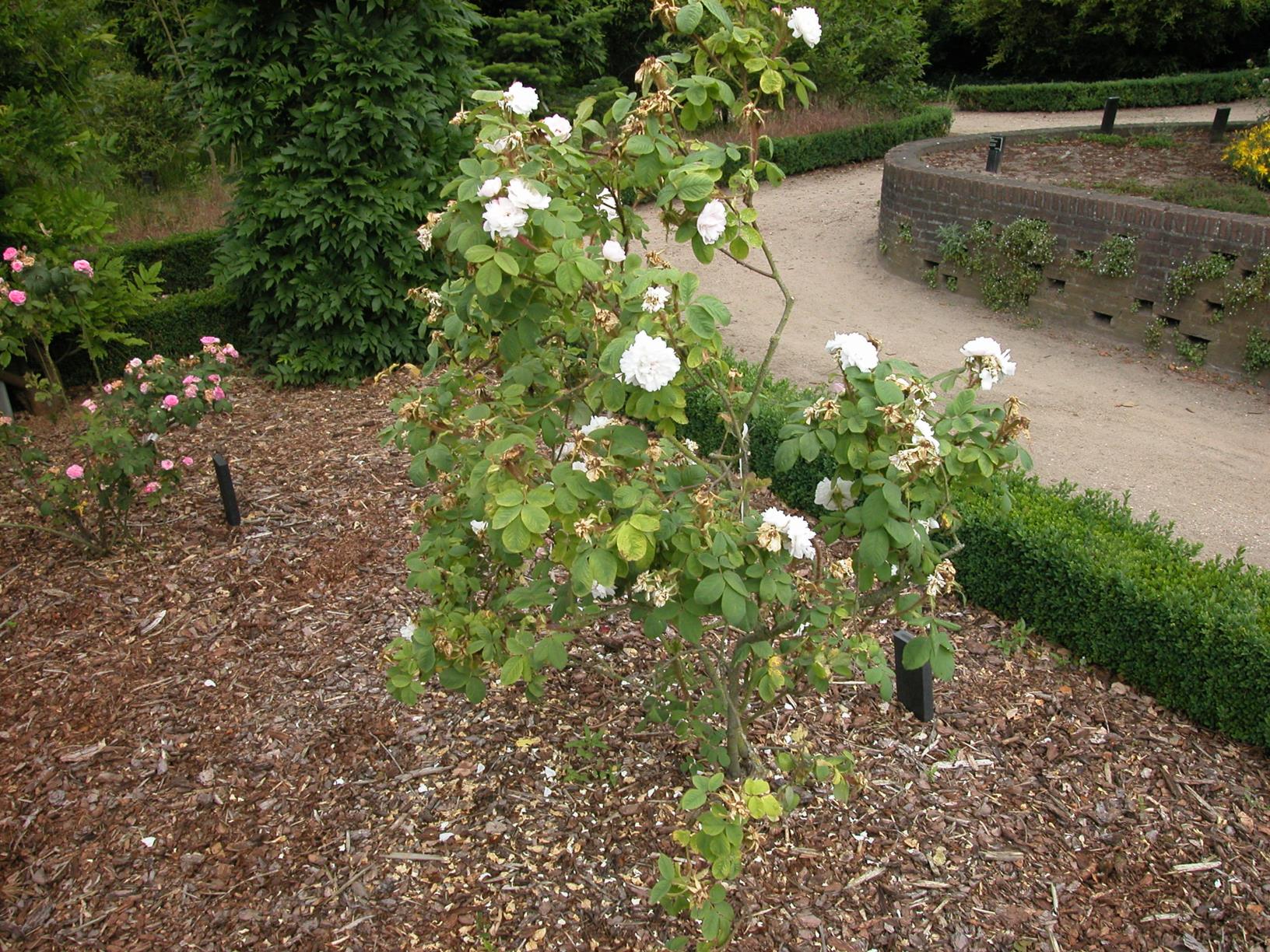 Rosa (Damascena Group) 'Quatre Saisons Blanc Mousseux' - Damascener roos, Perpetual White Moss