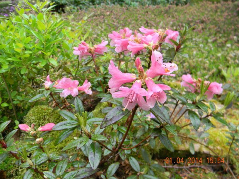 Rhododendron tubiforme