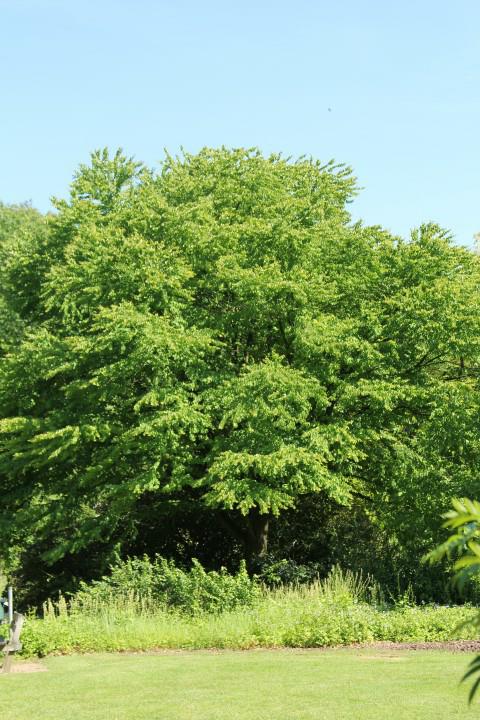 Cercidiphyllum japonicum - Katsuraboom