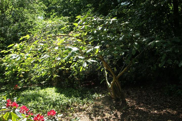 Magnolia sieboldii subsp. sinensis - Chinese magnolia