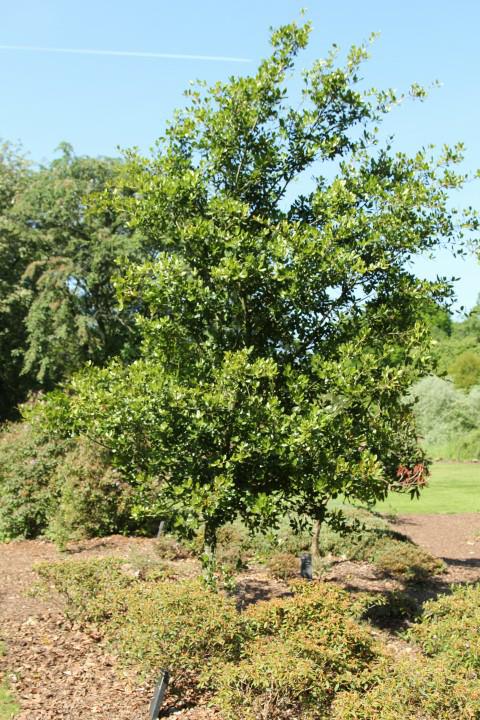 Quercus phillyreoides - Japanse steeneik