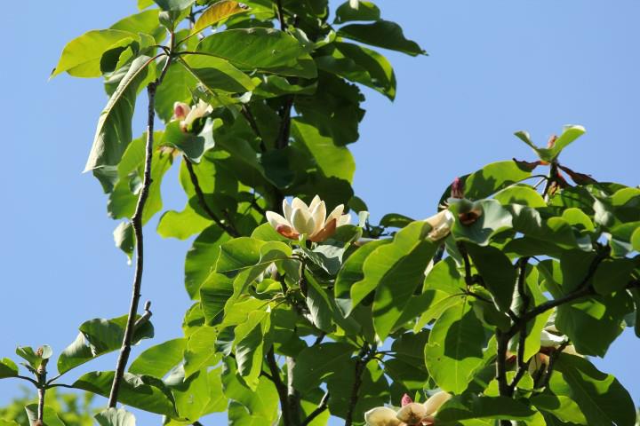 Magnolia obovata - Grootbladige Japanse magnolia