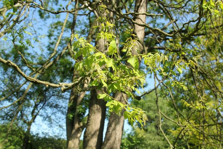 Gymnocladus dioicus - Doodsbeenderenboom, Kentucky Coffee Tree