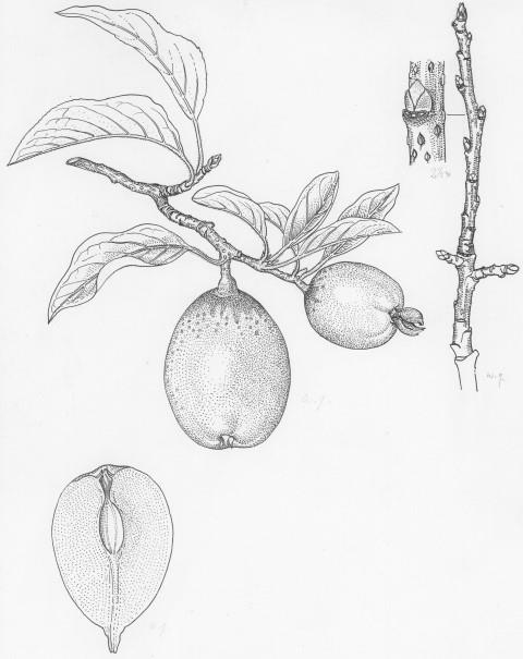 × Pyronia veitchii