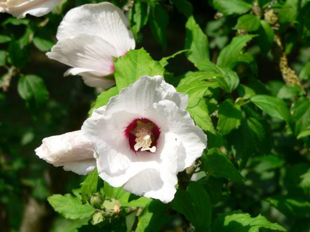 Hibiscus syriacus 'Red Heart' - Altheastruik