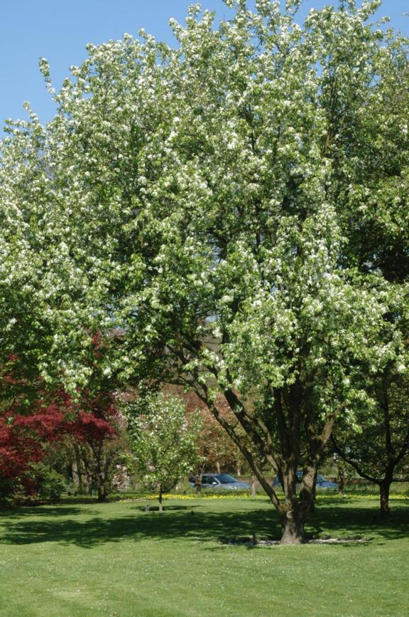 Malus baccata 'Columnaris' - Sierappel