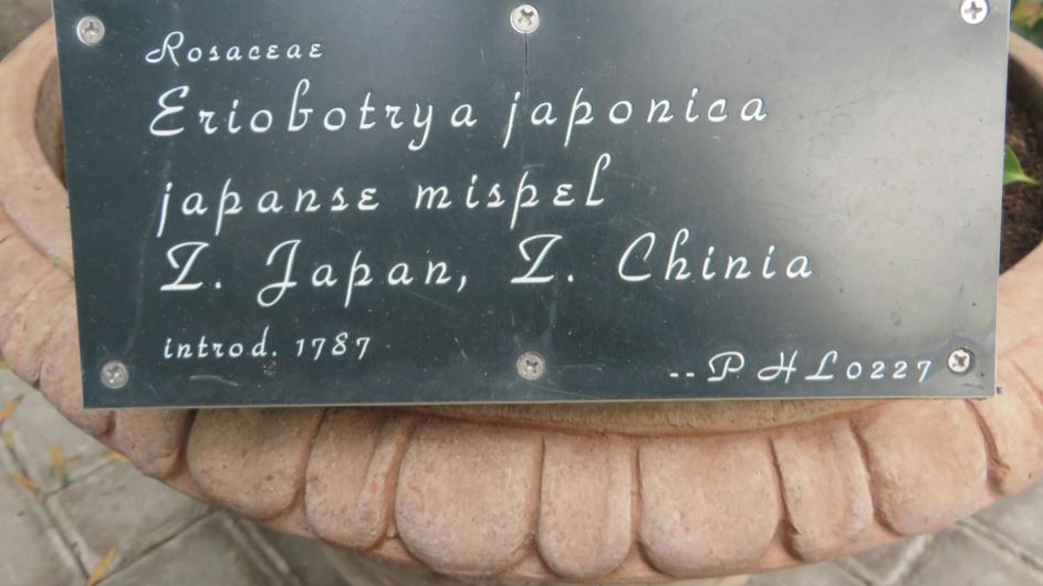 Eriobotrya japonica - Japanse mispel