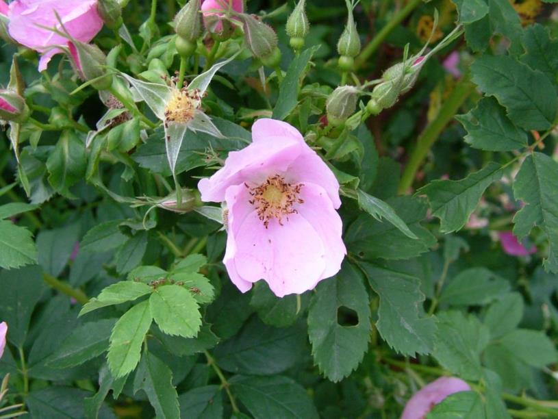 Rosa blanda - Esbladige roos