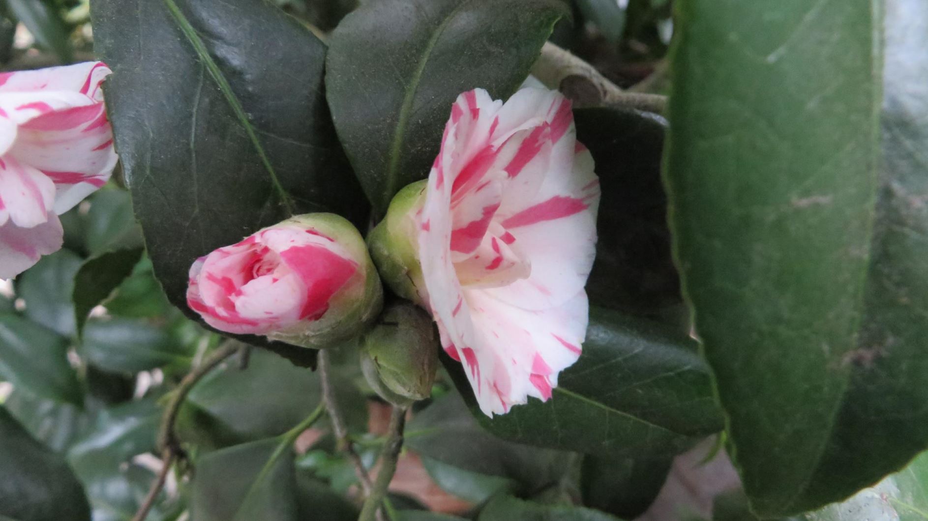 Camellia japonica 'Lavinia Maggi' - Japanse roos