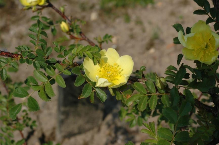 Rosa hugonis - Gouden roos van China