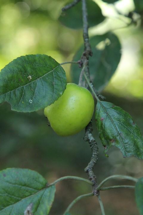 Malus sylvestris - Wilde appel, European crab apple